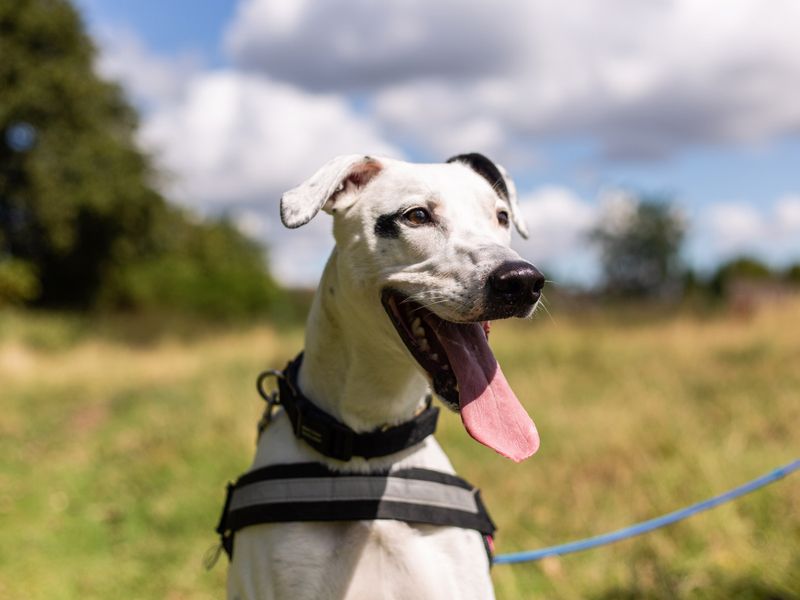 Dogs trust harness hotsell